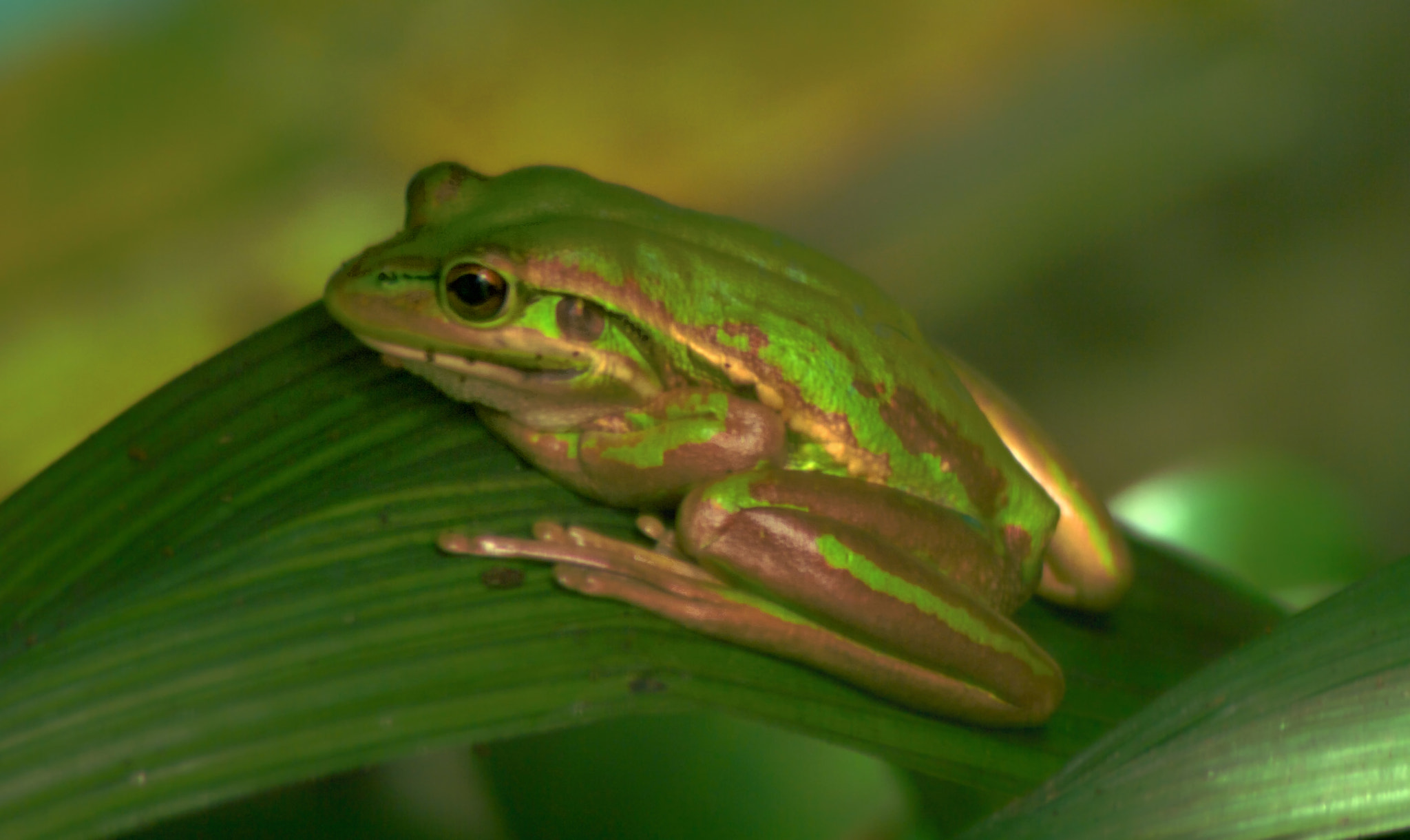 Tamron AF 70-300mm F4-5.6 LD Macro 1:2 sample photo. Grenouille photography