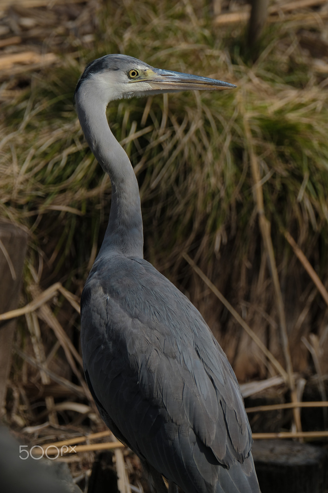 XF100-400mmF4.5-5.6 R LM OIS WR + 1.4x sample photo. Portrait of young grey heron photography