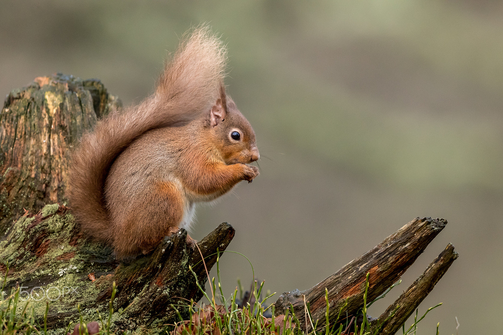 Canon EOS-1D X Mark II + Canon EF 500mm F4L IS II USM sample photo. Red squirrel photography