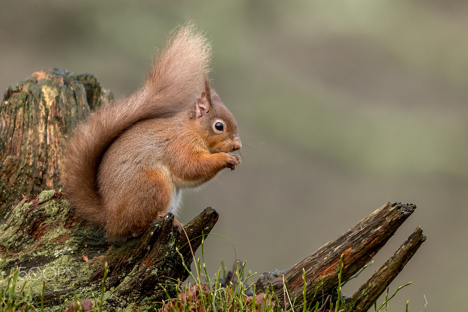 Canon EF 500mm F4L IS II USM sample photo. Red squirrel photography