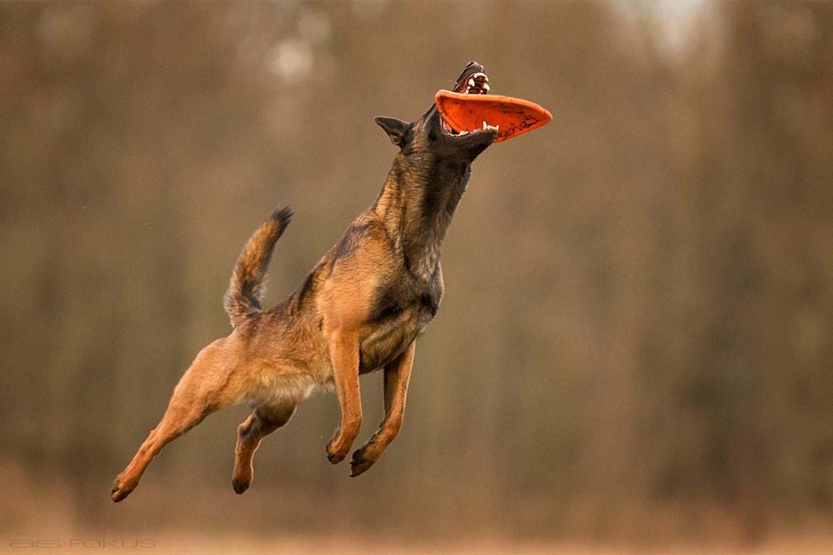 Canon EOS 7D Mark II + Canon EF 300mm F4L IS USM sample photo. Frisbee rapid photography
