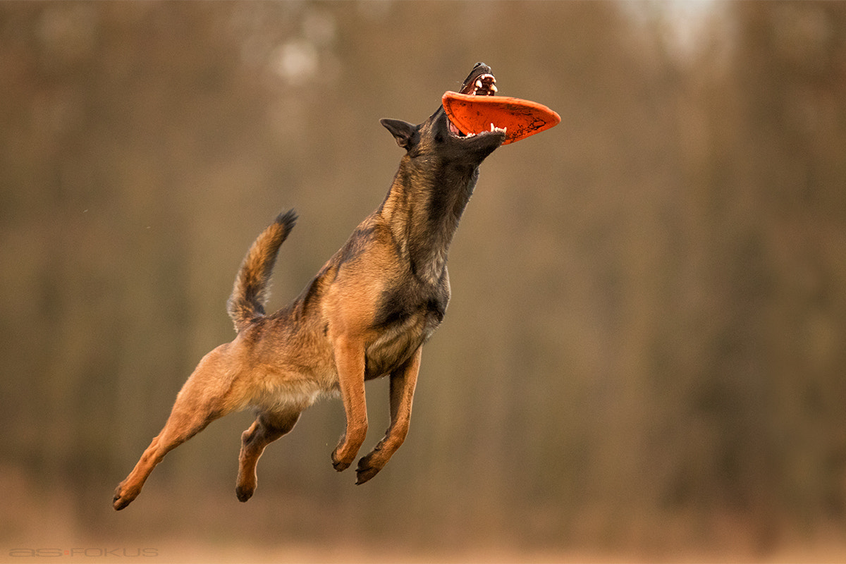 Canon EF 300mm F4L IS USM sample photo. Frisbee rapid photography