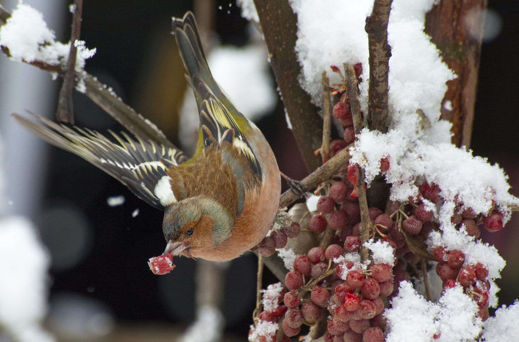 Nikon D3 sample photo. Winter time... photography