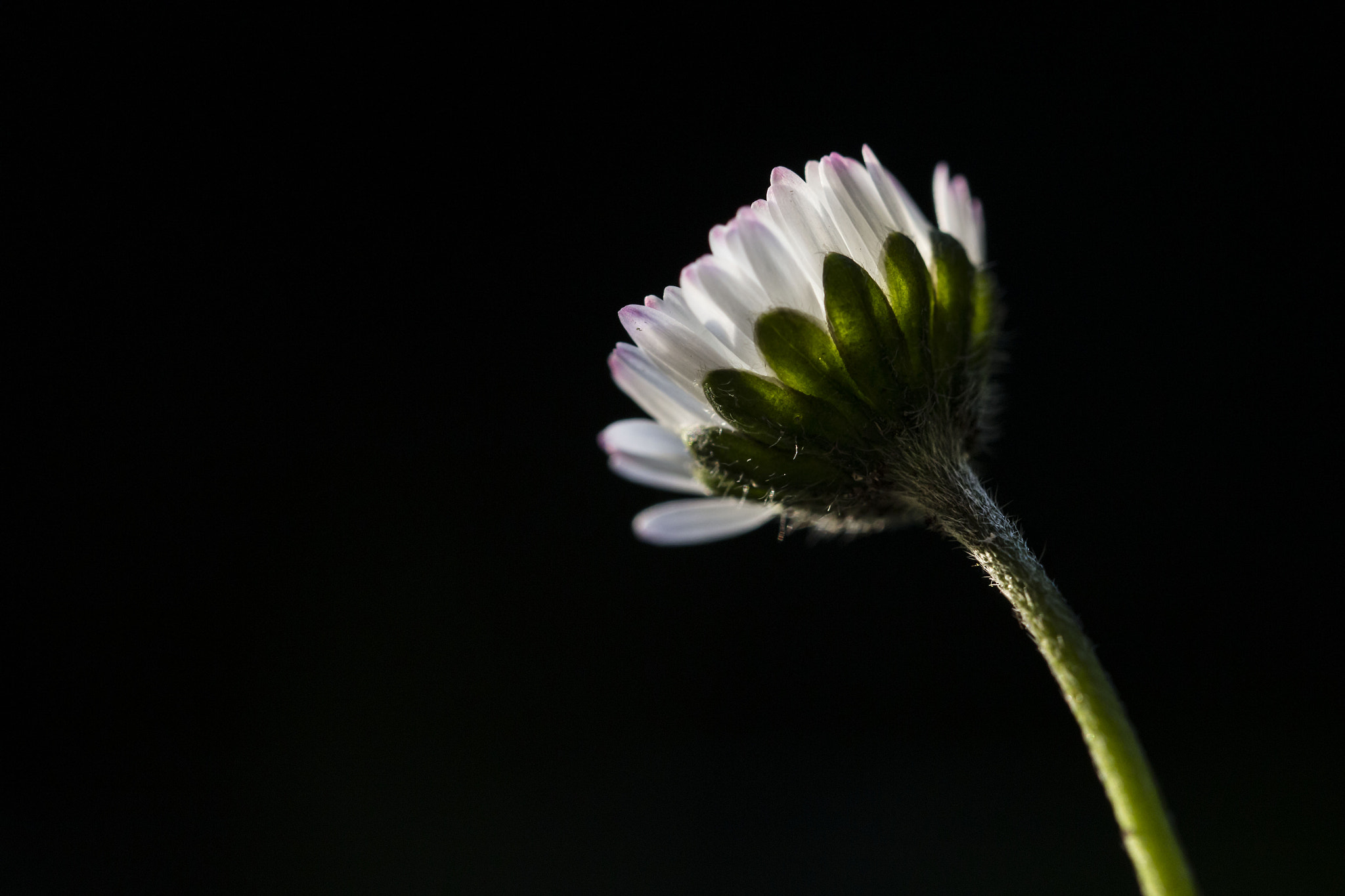 Canon EF 100mm F2.8L Macro IS USM sample photo. Early spring signs photography