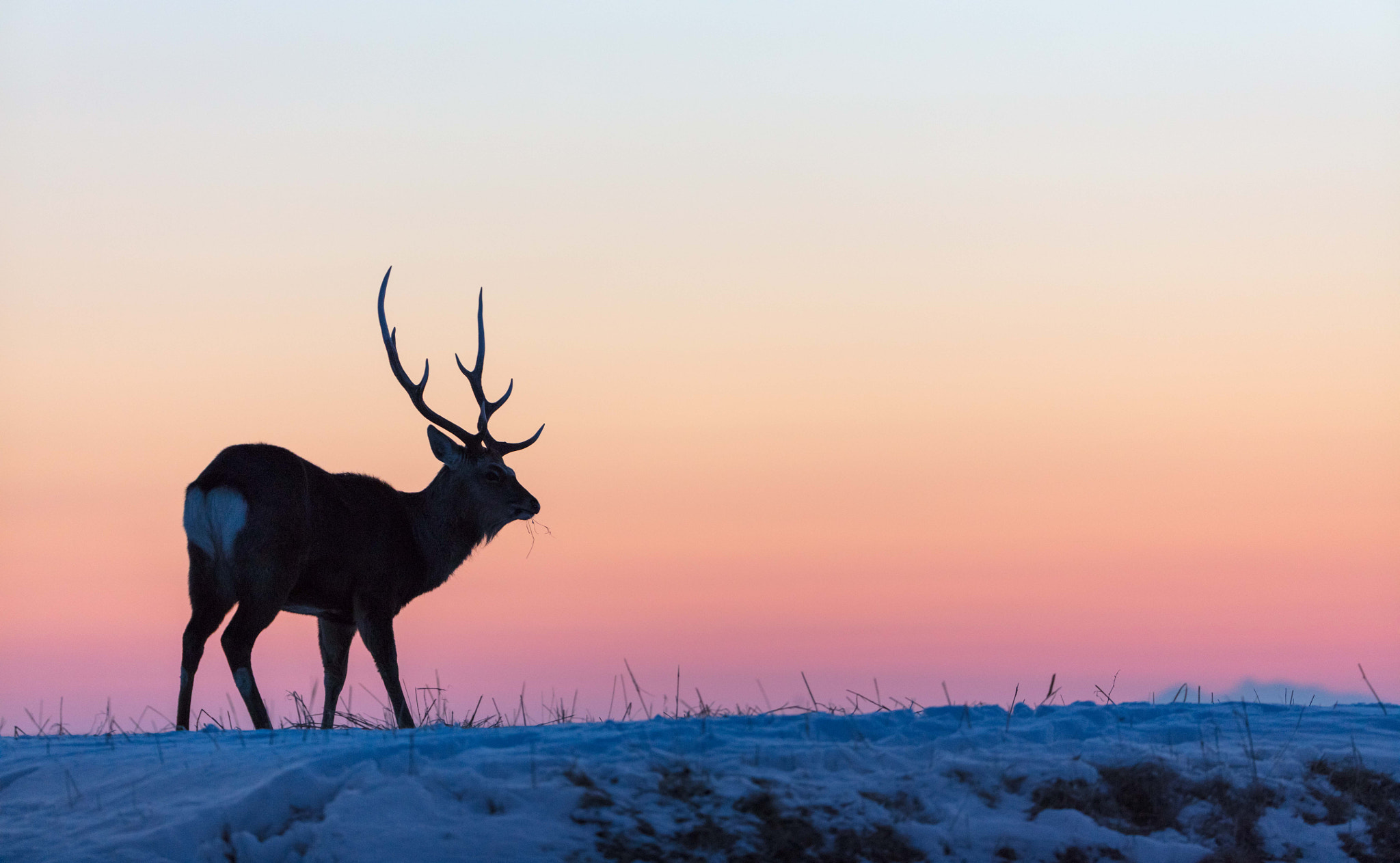 Canon EOS 5DS R + Canon EF 200-400mm F4L IS USM Extender 1.4x sample photo. Deer after sunset photography