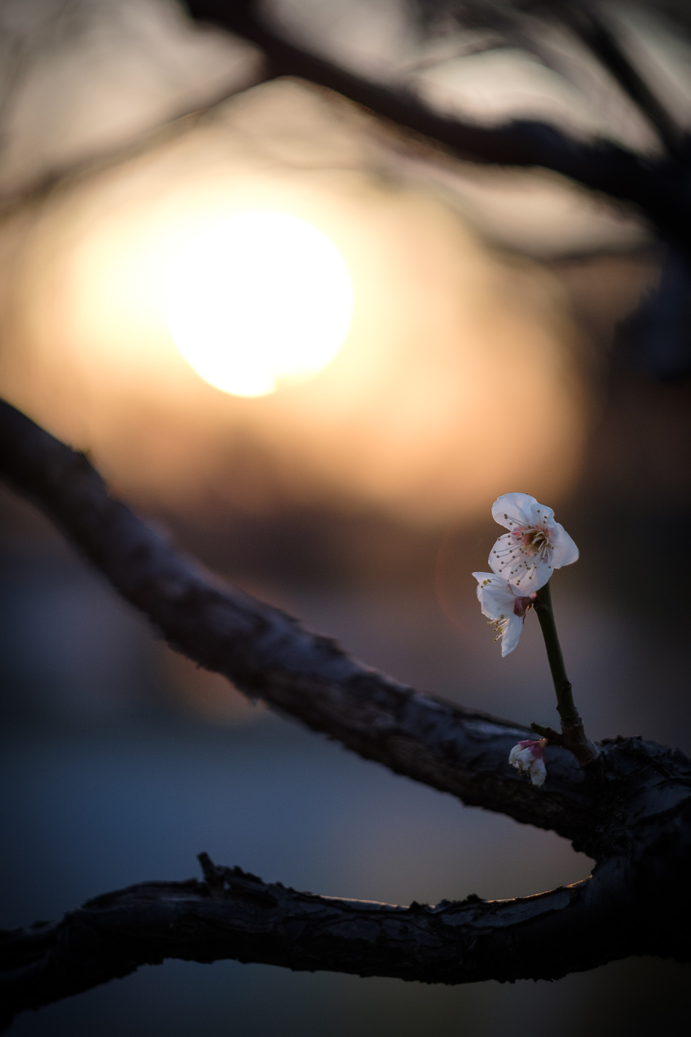 Fujifilm XF 56mm F1.2 R APD sample photo. 梅 2017 / sunset photography