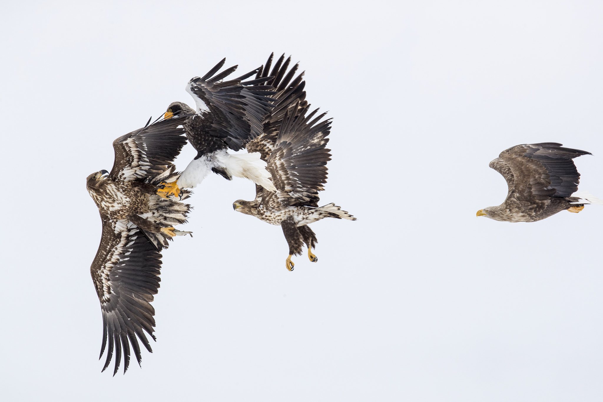 Canon EF 600mm F4L IS II USM sample photo