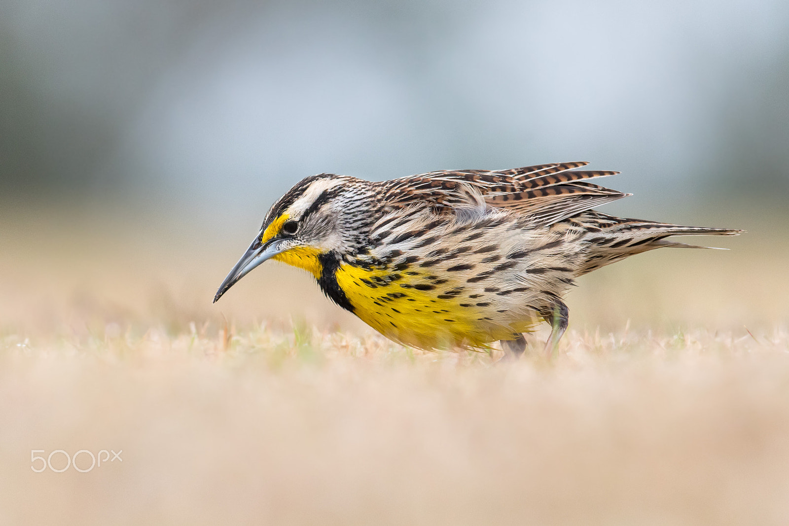 Nikon AF-S Nikkor 300mm F2.8G ED VR II sample photo. Eastern meadowlark photography