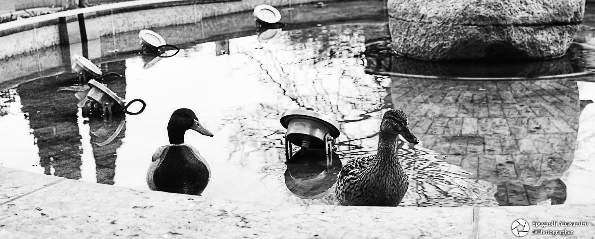 Sony SLT-A77 + Tamron SP 24-70mm F2.8 Di VC USD sample photo. Papere photography
