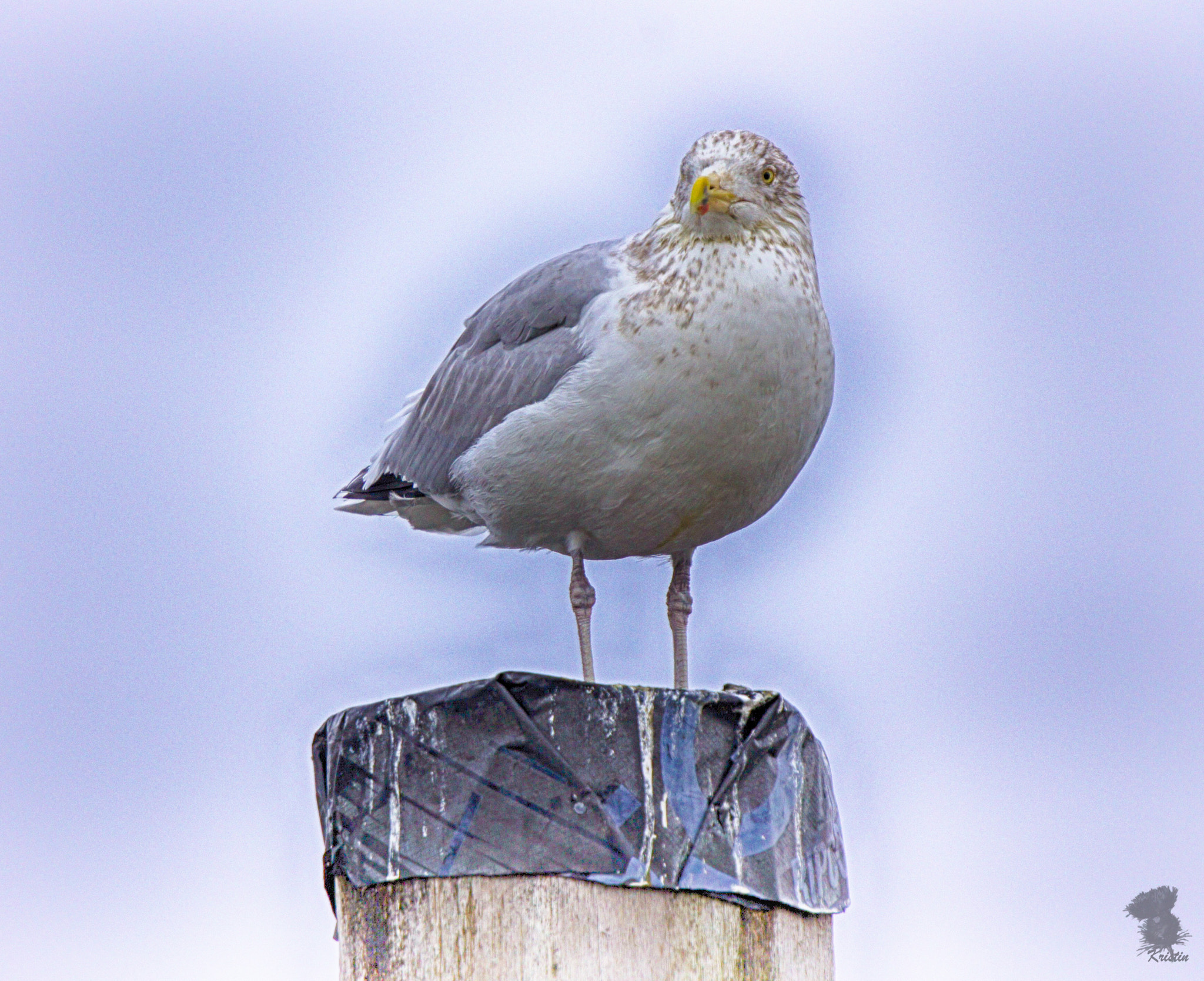 Sony E 55-210mm F4.5-6.3 OSS sample photo. Perched photography