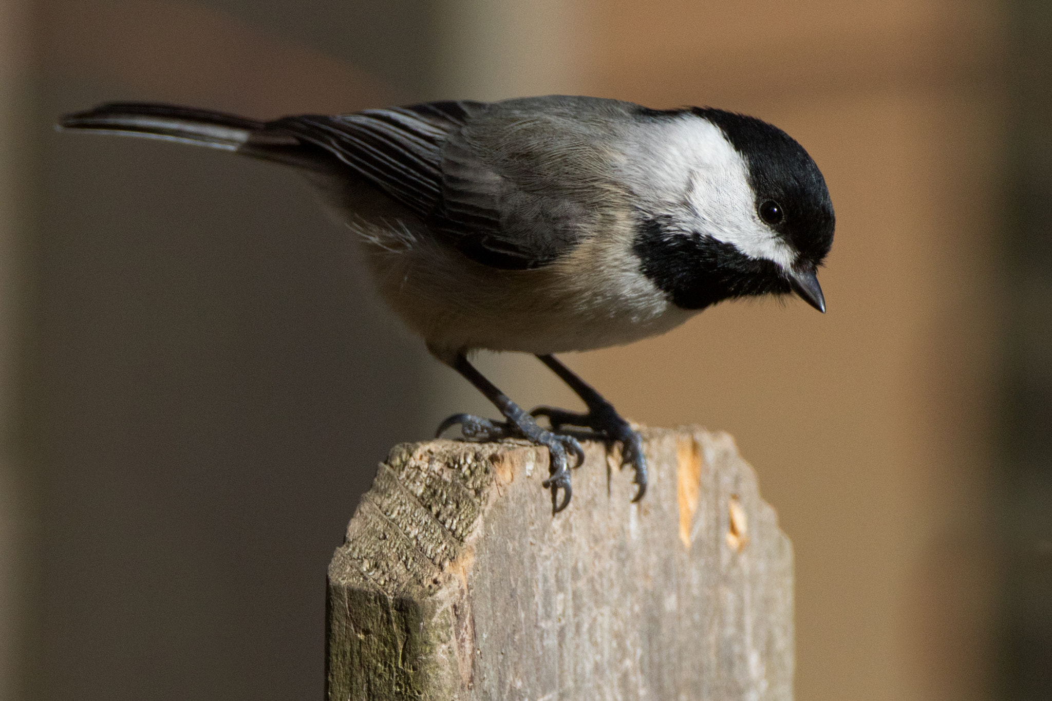 Canon EF 500mm F4L IS USM sample photo. Chickadee photography