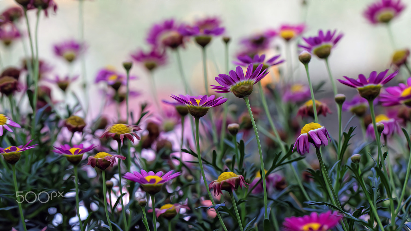 Canon EF 100mm F2.8L Macro IS USM sample photo. Cameron highlands photography