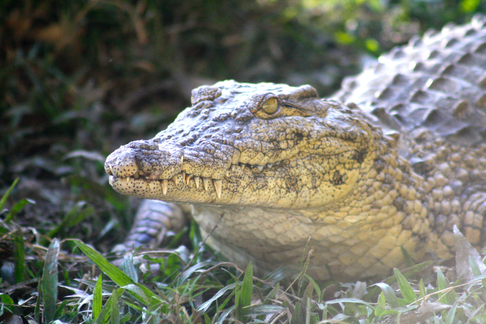 Canon EF 75-300mm f/4-5.6 USM sample photo. Croc'farm, antananarivo photography