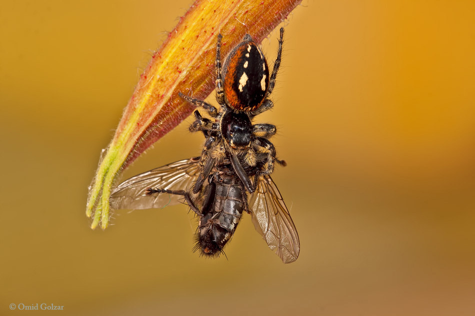 Sigma APO Macro 150mm f/2.8 EX DG HSM sample photo. Hunter photography