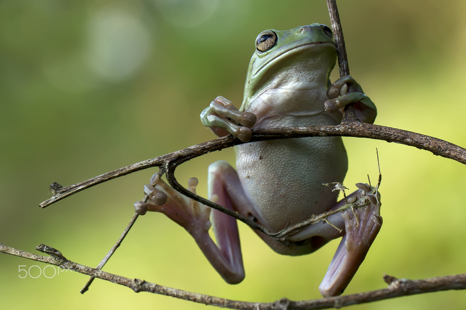Canon EF 100mm F2.8L Macro IS USM sample photo. Lonely frog, tree, frog, dumpy, dumpy frog photography