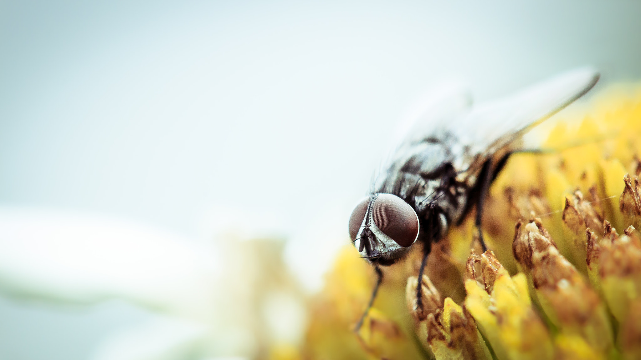 Canon EF 100mm F2.8 Macro USM sample photo. Macro photography