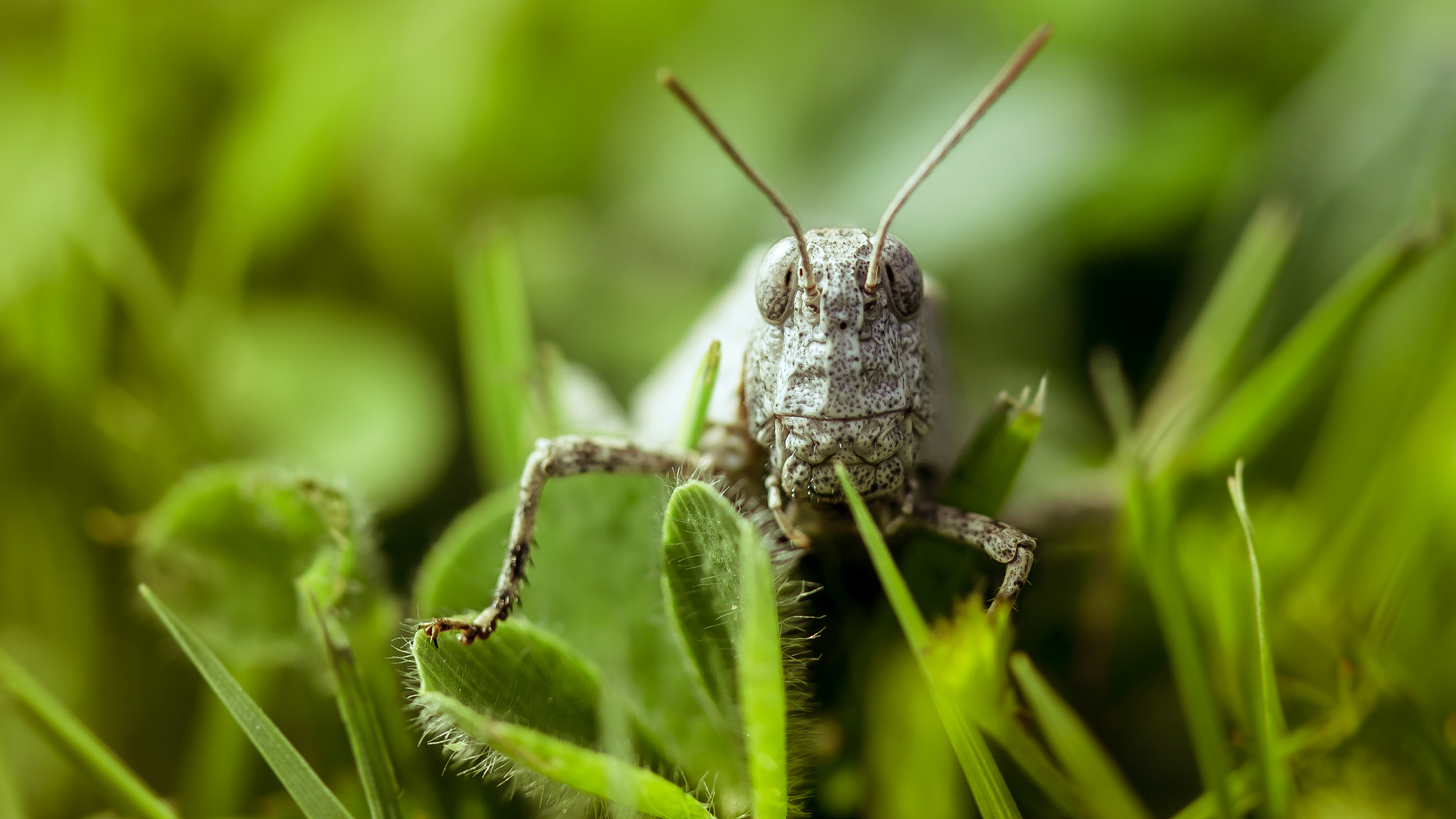 Canon EF 100mm F2.8 Macro USM sample photo. Macro photography