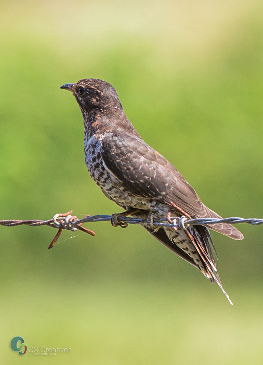 Canon EOS-1D X + Canon EF 70-200mm F4L IS USM sample photo. Grey-bellied cuckoo/plaintive cuckoo photography