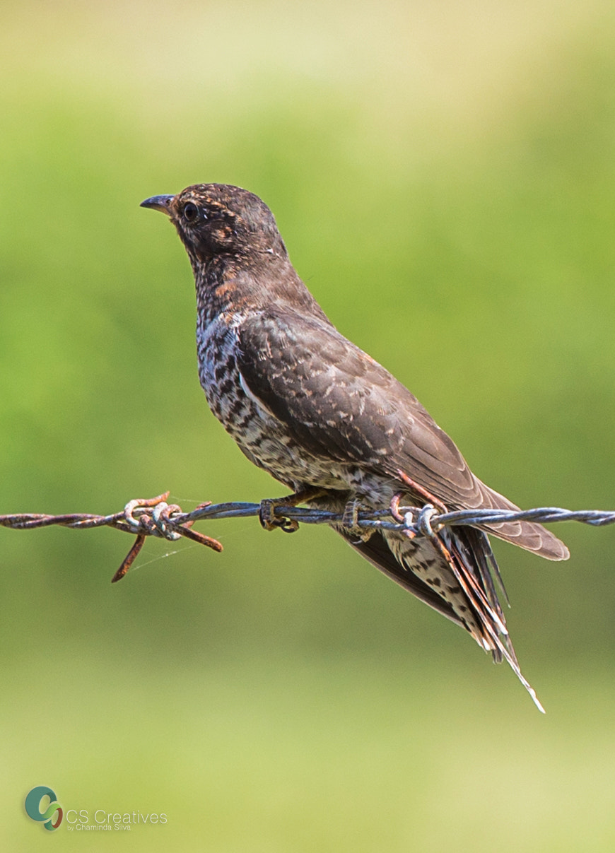Canon EF 70-200mm F4L IS USM sample photo. Grey-bellied cuckoo/plaintive cuckoo photography