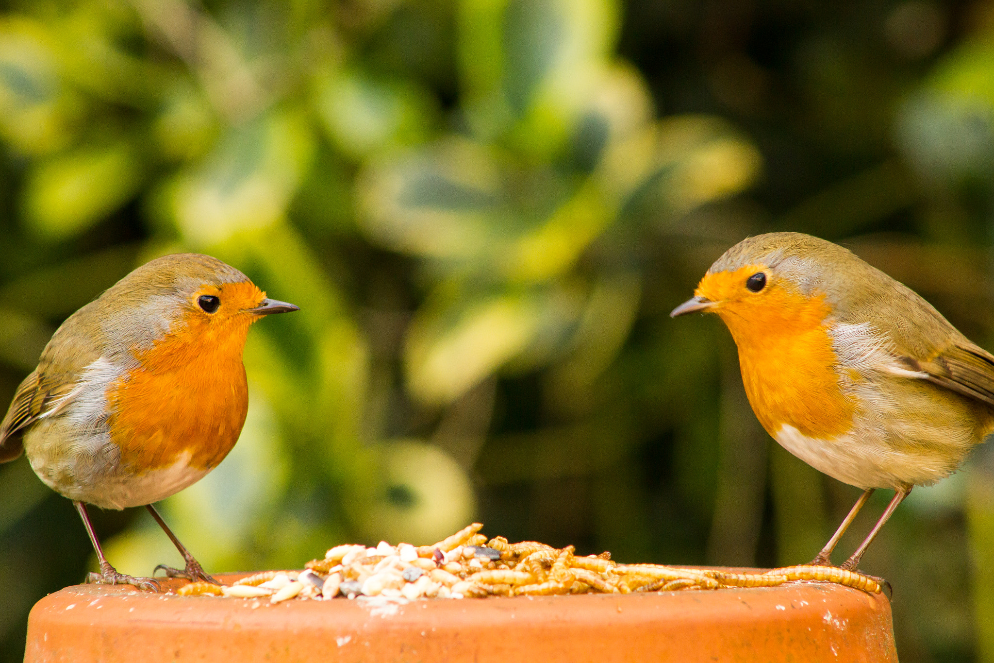 Canon EOS 550D (EOS Rebel T2i / EOS Kiss X4) + EF75-300mm f/4-5.6 sample photo. Robin twins photography