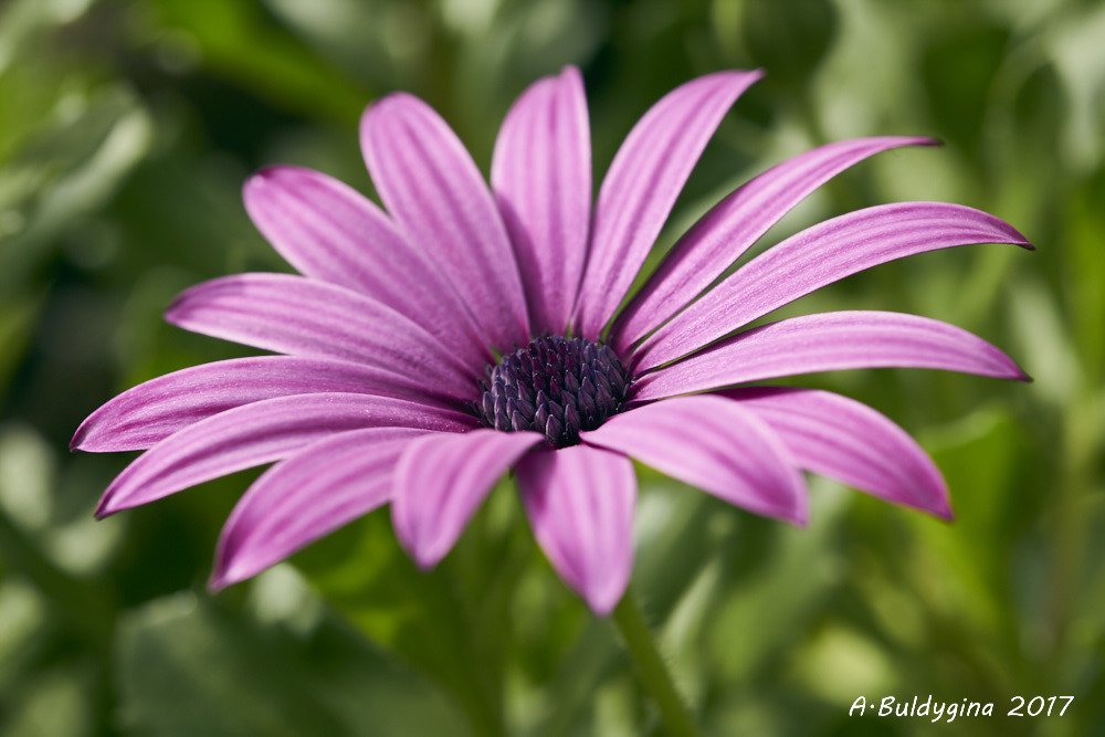 Canon EOS 650D (EOS Rebel T4i / EOS Kiss X6i) + Canon EF 40mm F2.8 STM sample photo. Pink photography