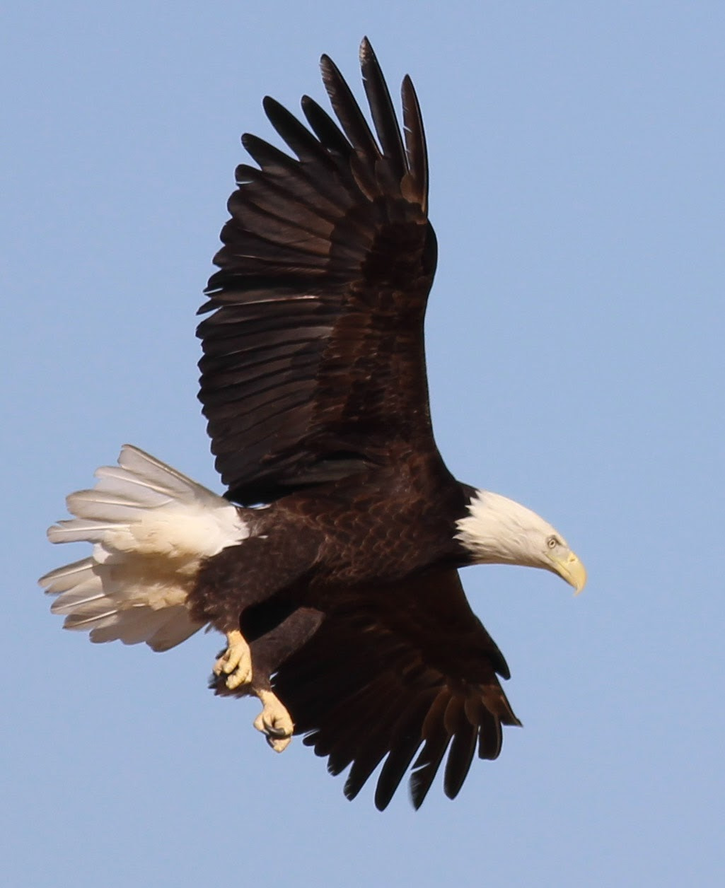 Canon EOS 600D (Rebel EOS T3i / EOS Kiss X5) + Canon EF 400mm F5.6L USM sample photo. Eagle. photography