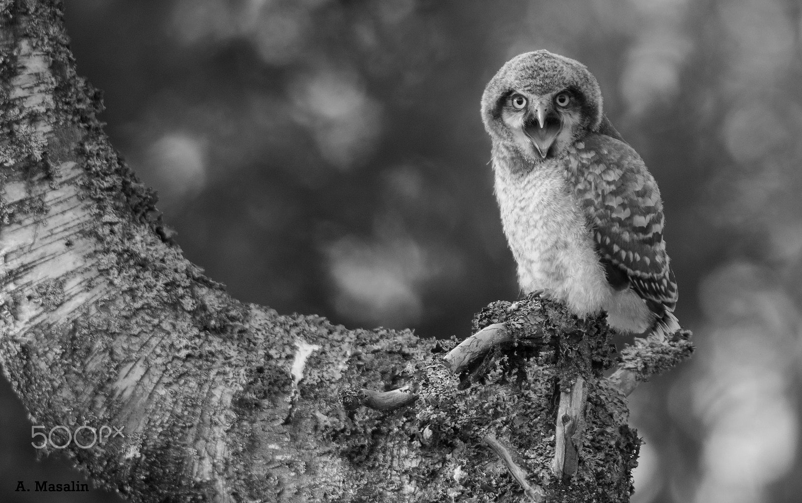 Nikon AF-S Nikkor 300mm F4D ED-IF sample photo. Northern hawk owl jr photography