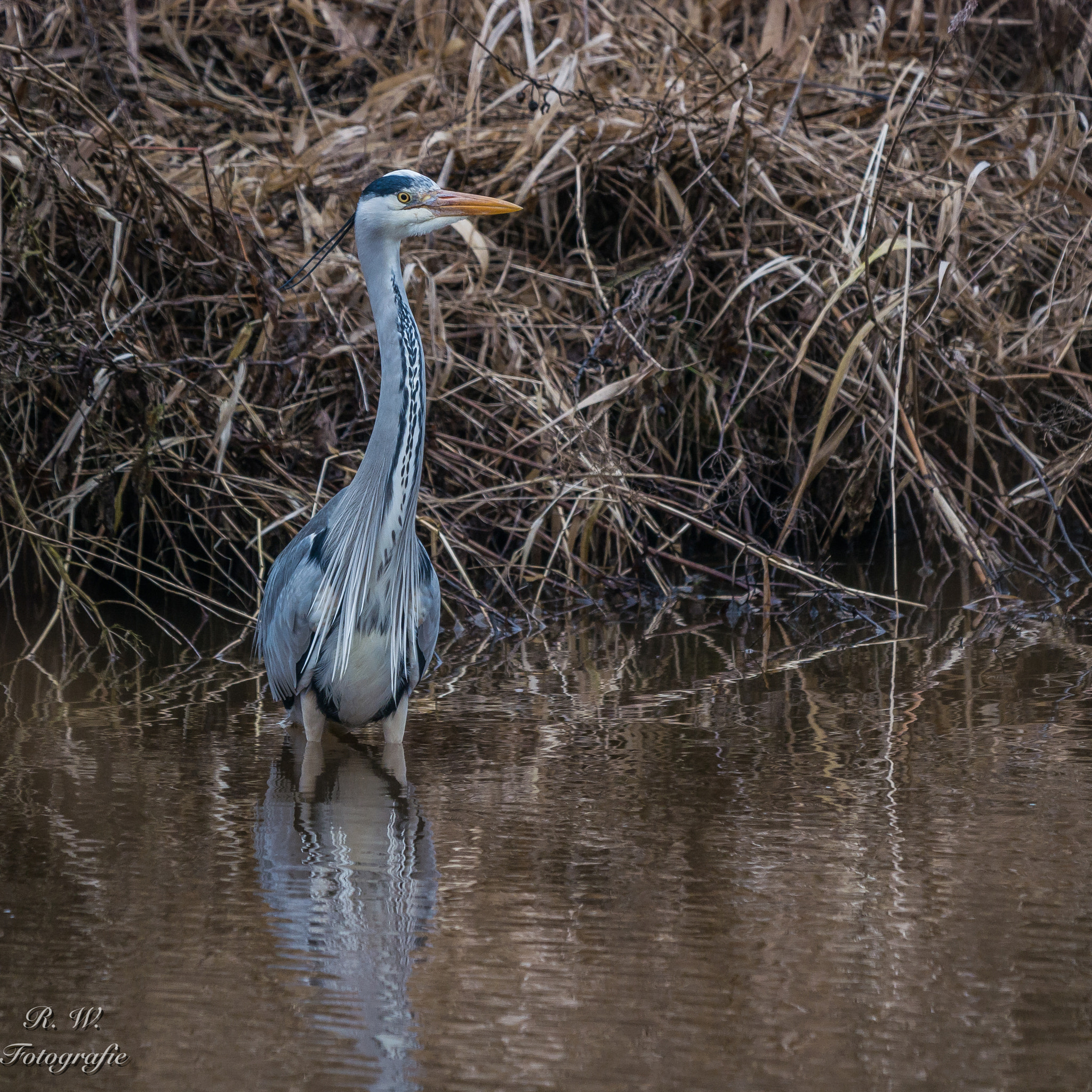 Panasonic DMC-G81 + LEICA DG 100-400/F4.0-6.3 sample photo. Graureiher photography