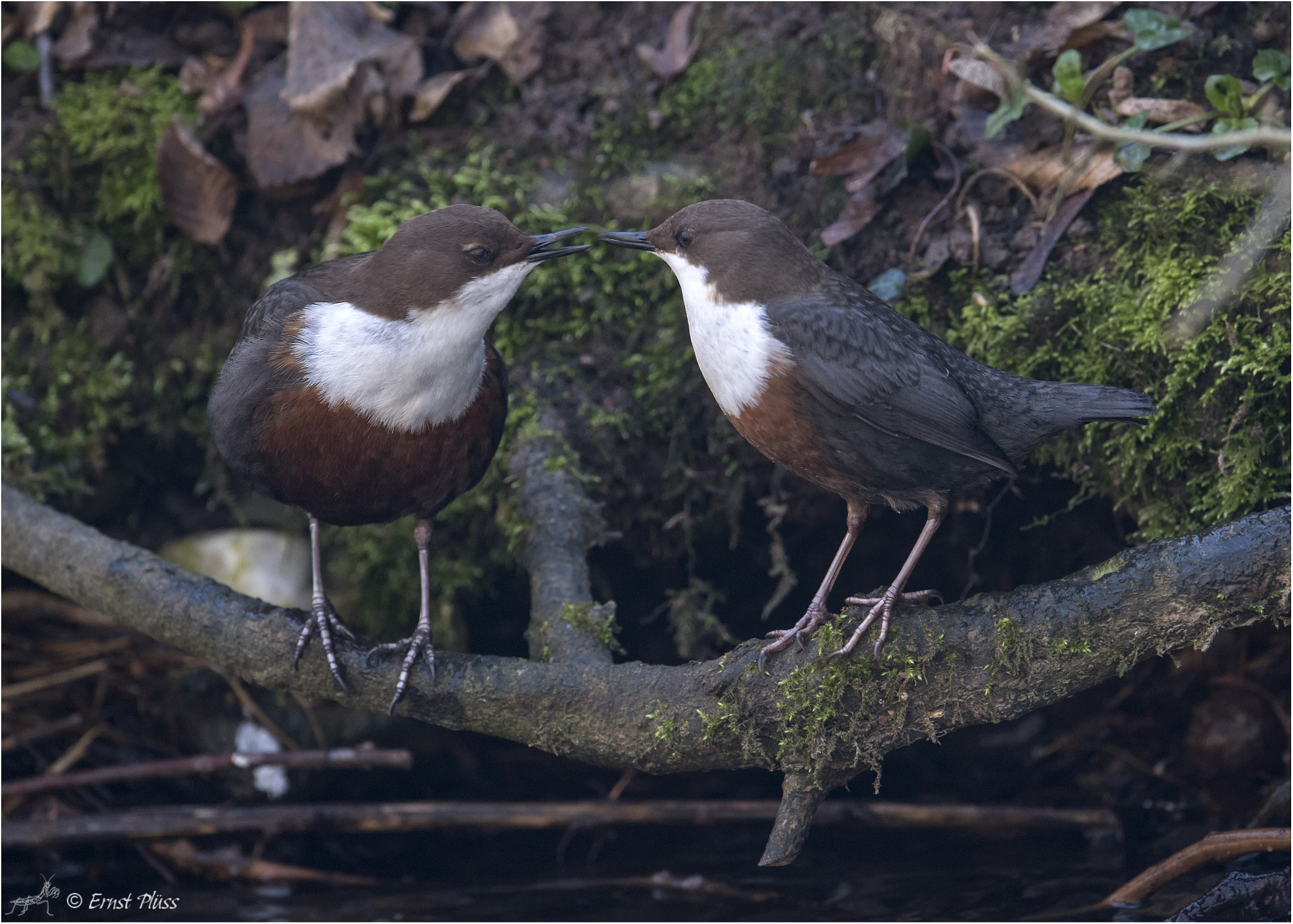 Nikon AF-S Nikkor 600mm F4E FL ED VR sample photo. White-throated dipper photography