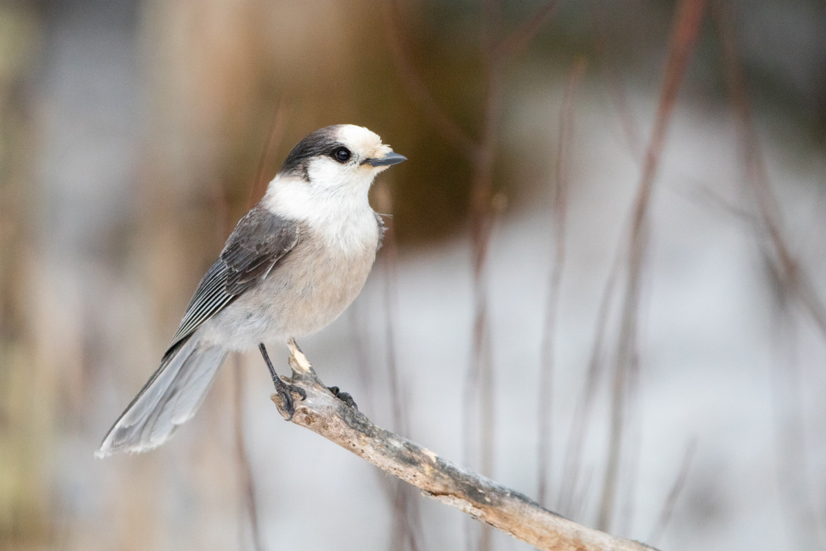 Canon EOS 5DS R + Canon EF 200-400mm F4L IS USM Extender 1.4x sample photo. Gray jay photography