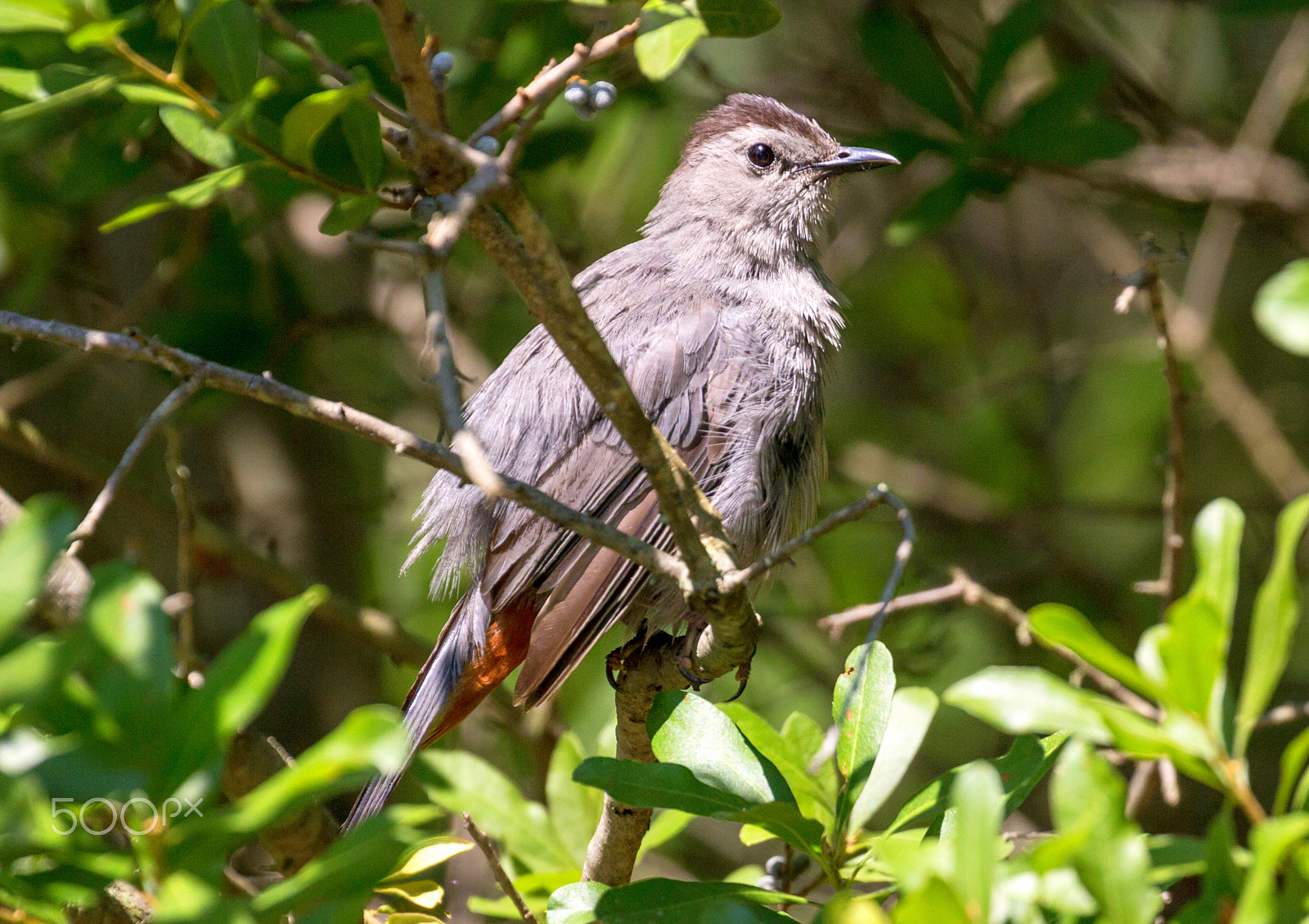 Canon EOS 60D sample photo. Gray catbird photography