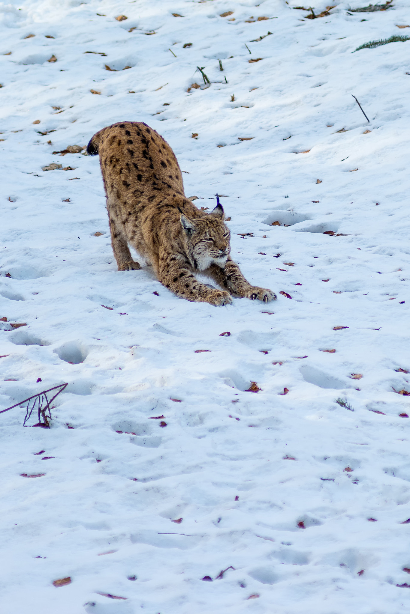 Nikon AF-Nikkor 80-200mm F2.8D ED sample photo. Strech ii photography