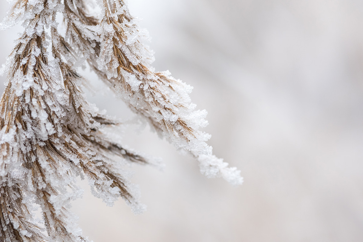 AF Micro-Nikkor 105mm f/2.8 sample photo. Cristaux de givre. photography