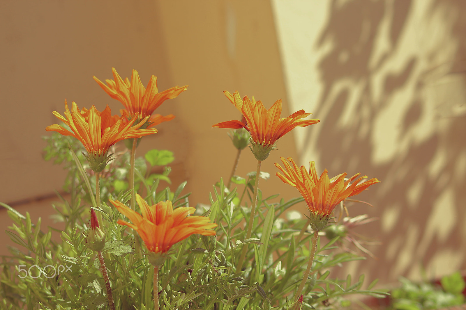 Canon EOS 1200D (EOS Rebel T5 / EOS Kiss X70 / EOS Hi) sample photo. Flower photography