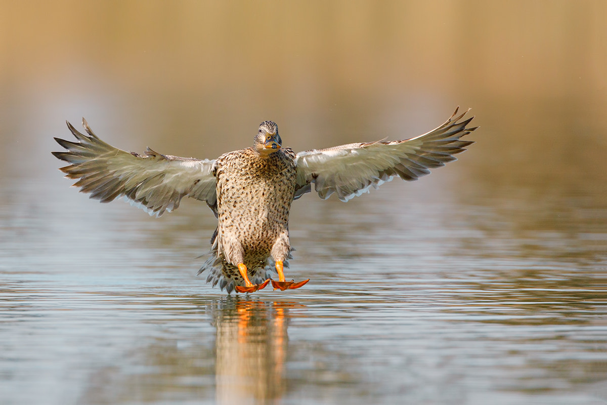Canon EF 500mm F4L IS USM sample photo. Mallard fly photography