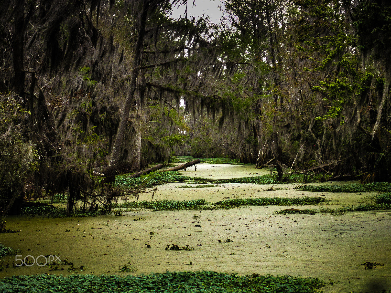 Canon PowerShot SD1200 IS (Digital IXUS 95 IS / IXY Digital 110 IS) sample photo. Rainy day on louisiana swamp.... photography
