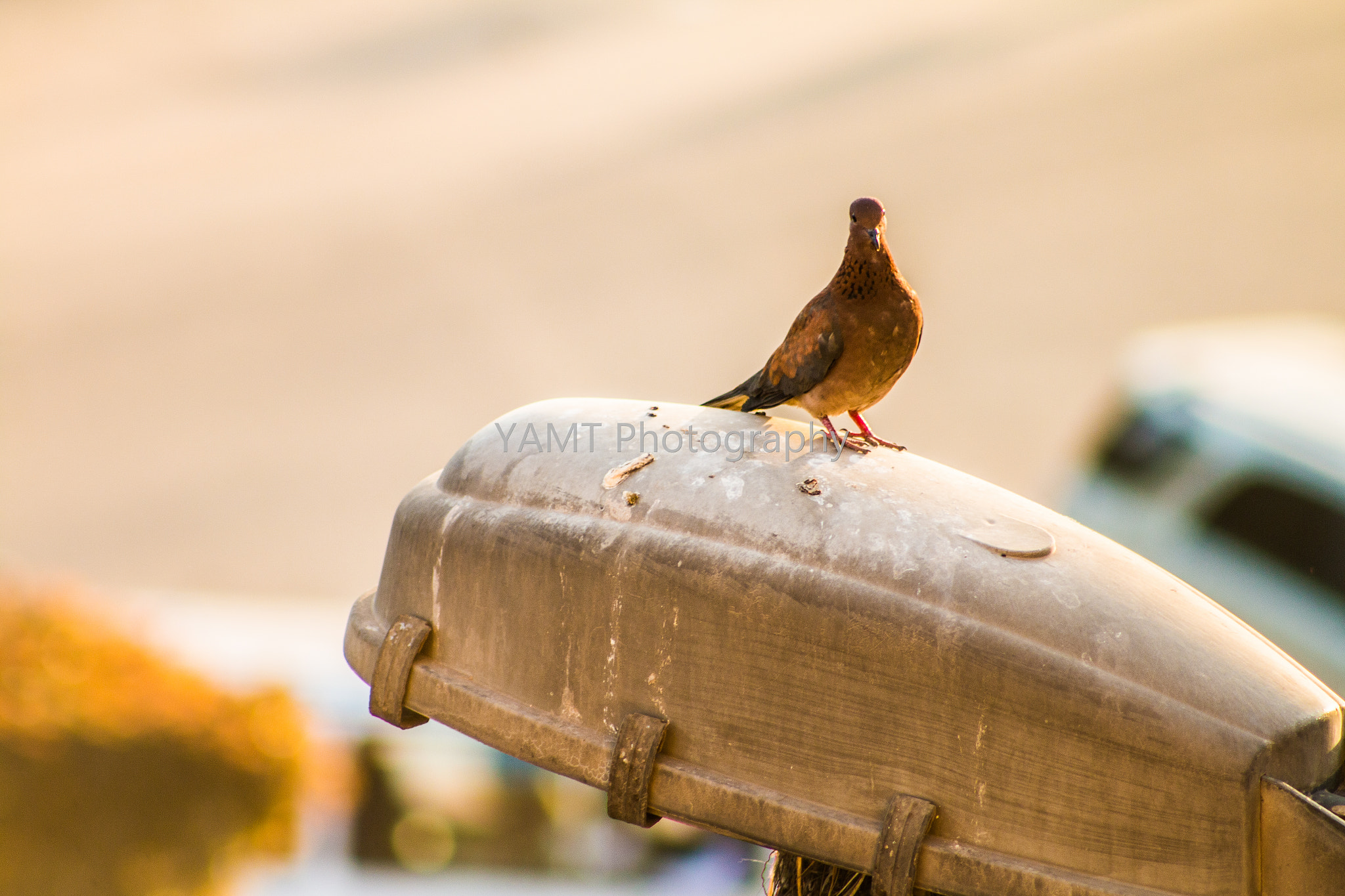 Canon EOS 70D + EF75-300mm f/4-5.6 sample photo. Mg photography