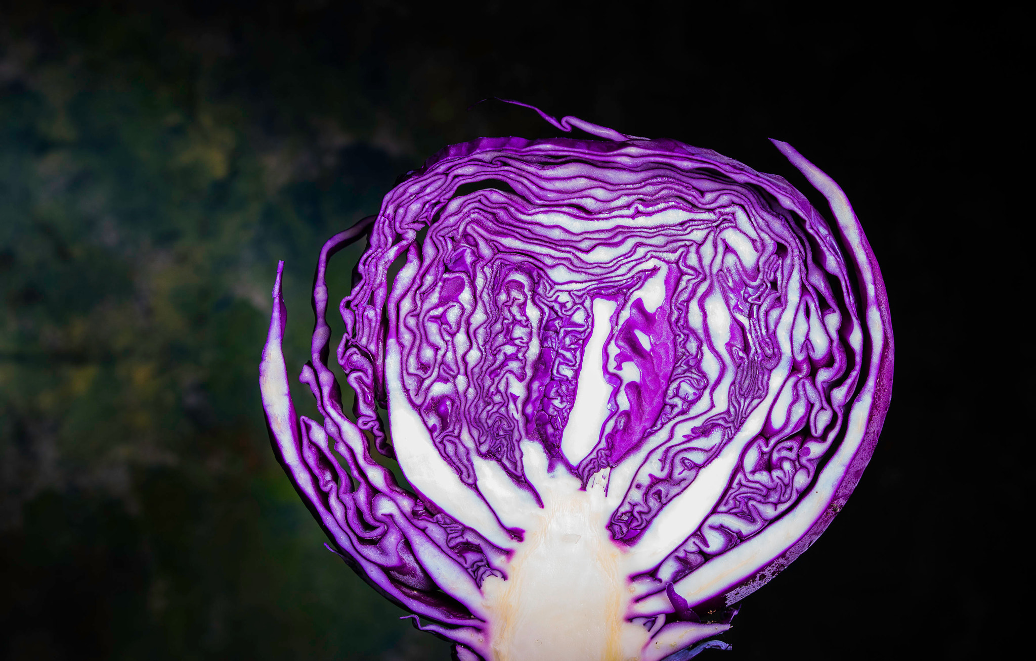 Sony a7R + Sony Sonnar T* FE 55mm F1.8 ZA sample photo. Cabbage tree photography