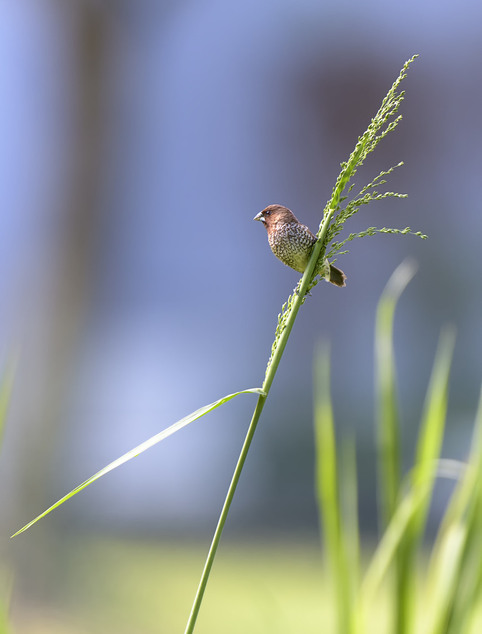 Nikon AF-S Nikkor 200-400mm F4G ED-IF VR sample photo. Scaly breasted munia photography