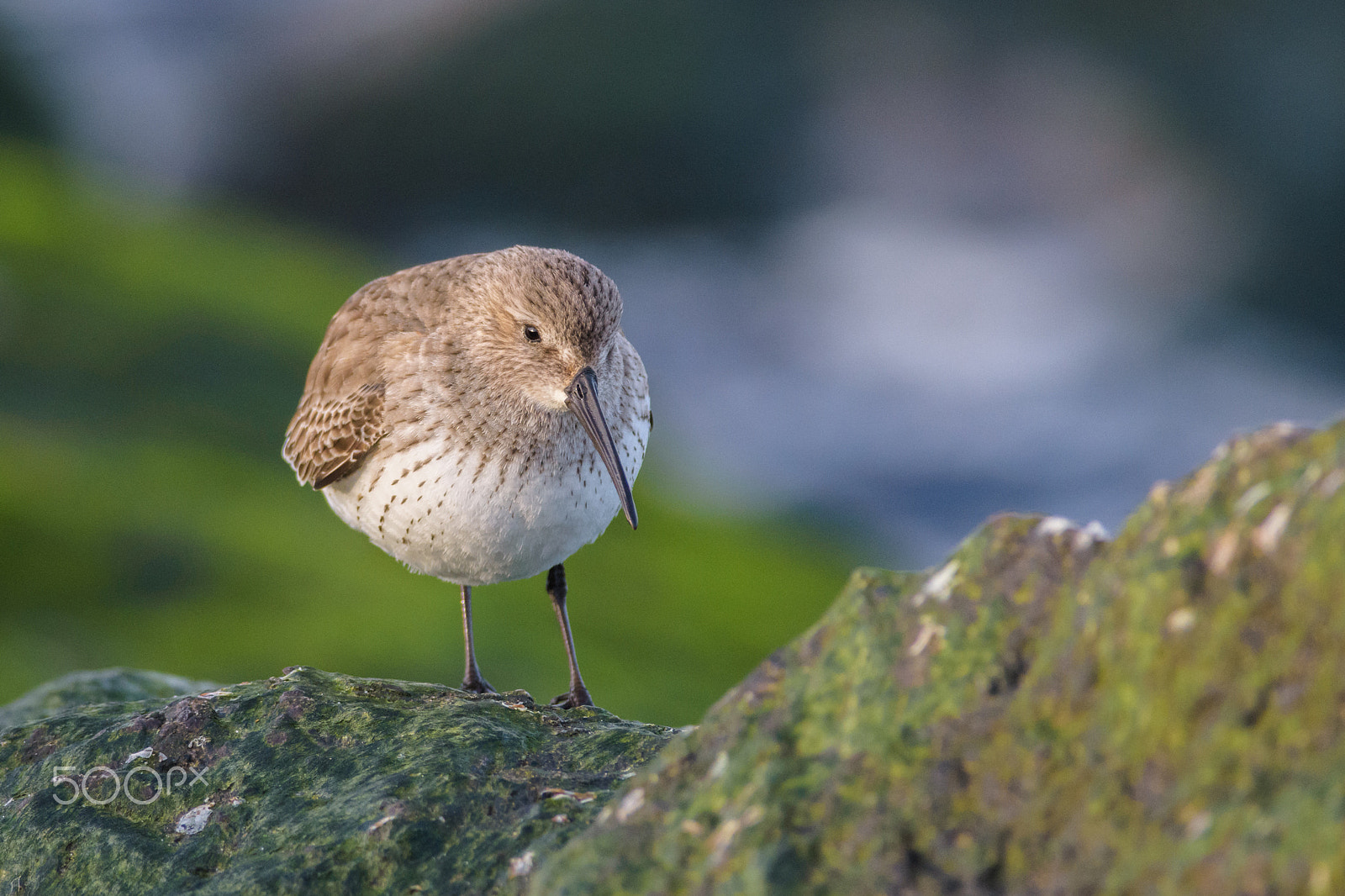 Nikon D7200 sample photo. A contemplating dunlin photography