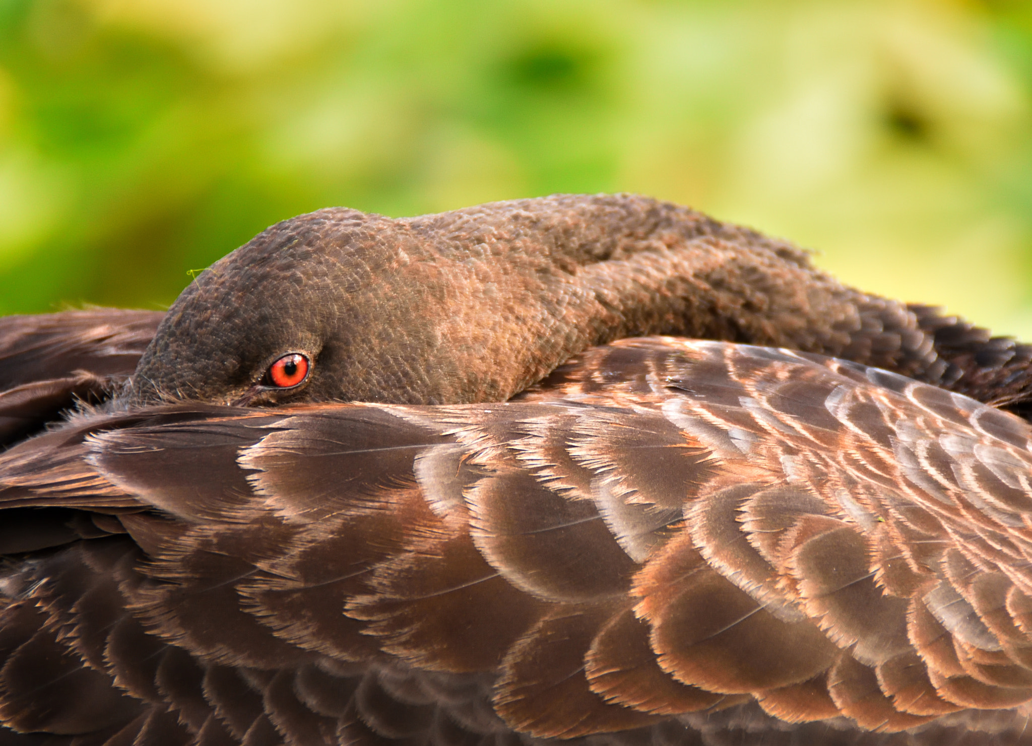 Nikon D7200 sample photo. Australian black swam ( cygnus atratus ) photography