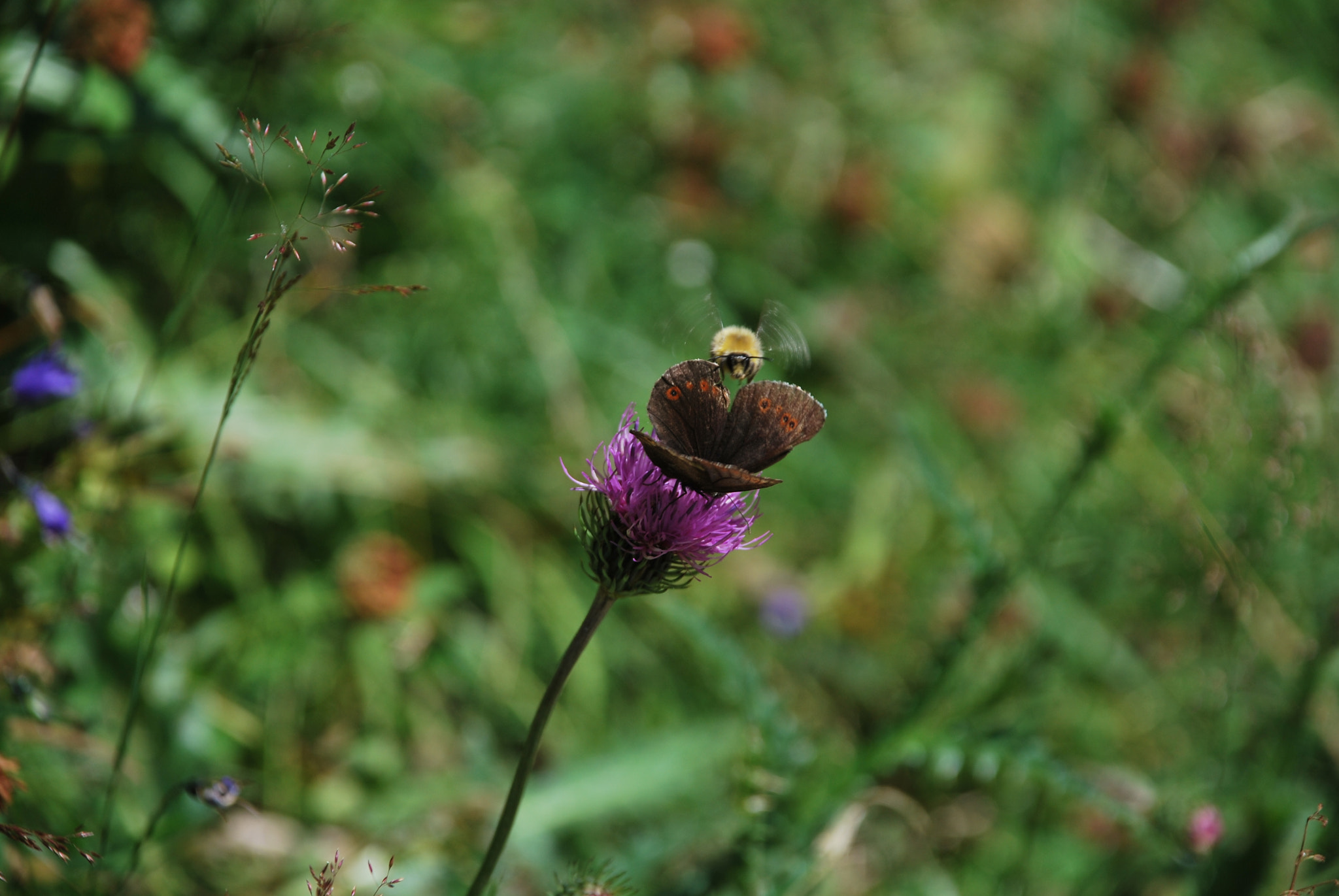 Nikon D60 sample photo. Butterfly and bombo photography