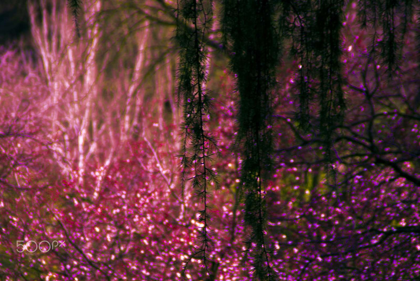 Nikon D80 sample photo. The magic is in the colors photography