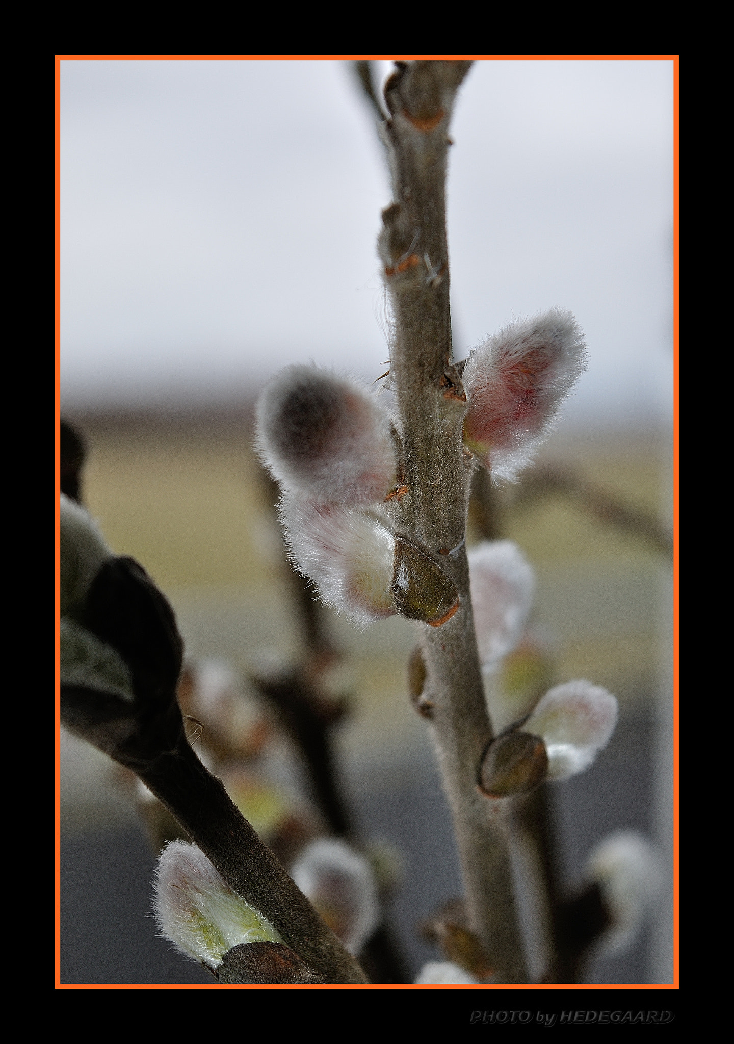 Nikon D5000 sample photo. Spr #1 ing photography
