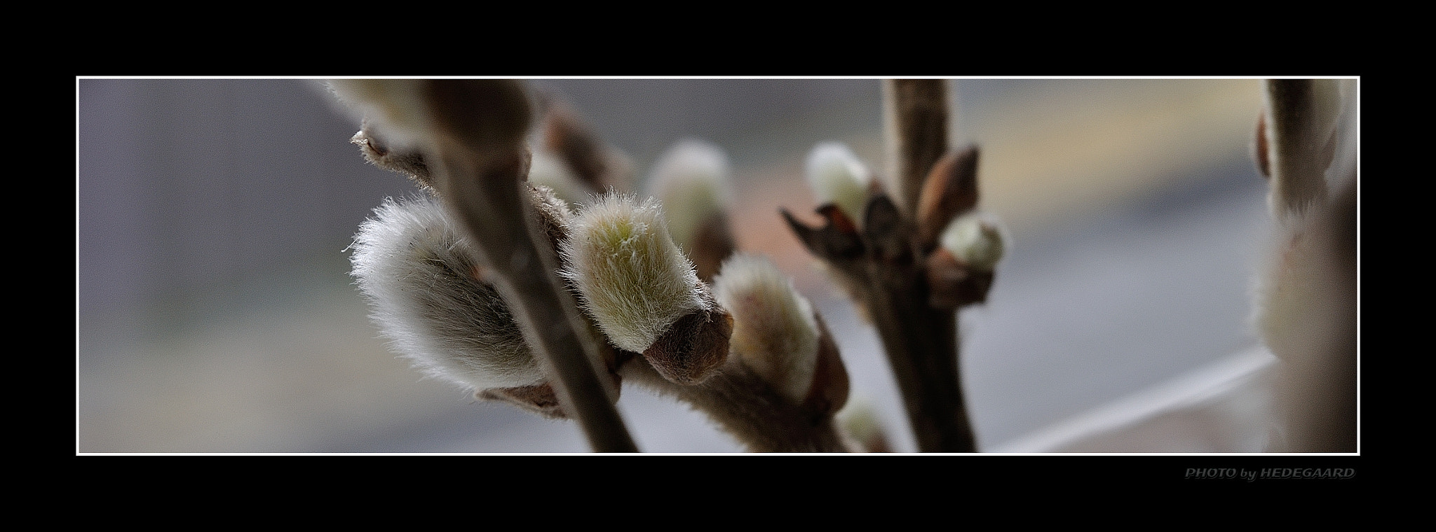 Nikon D5000 sample photo. Spr #2 ing photography
