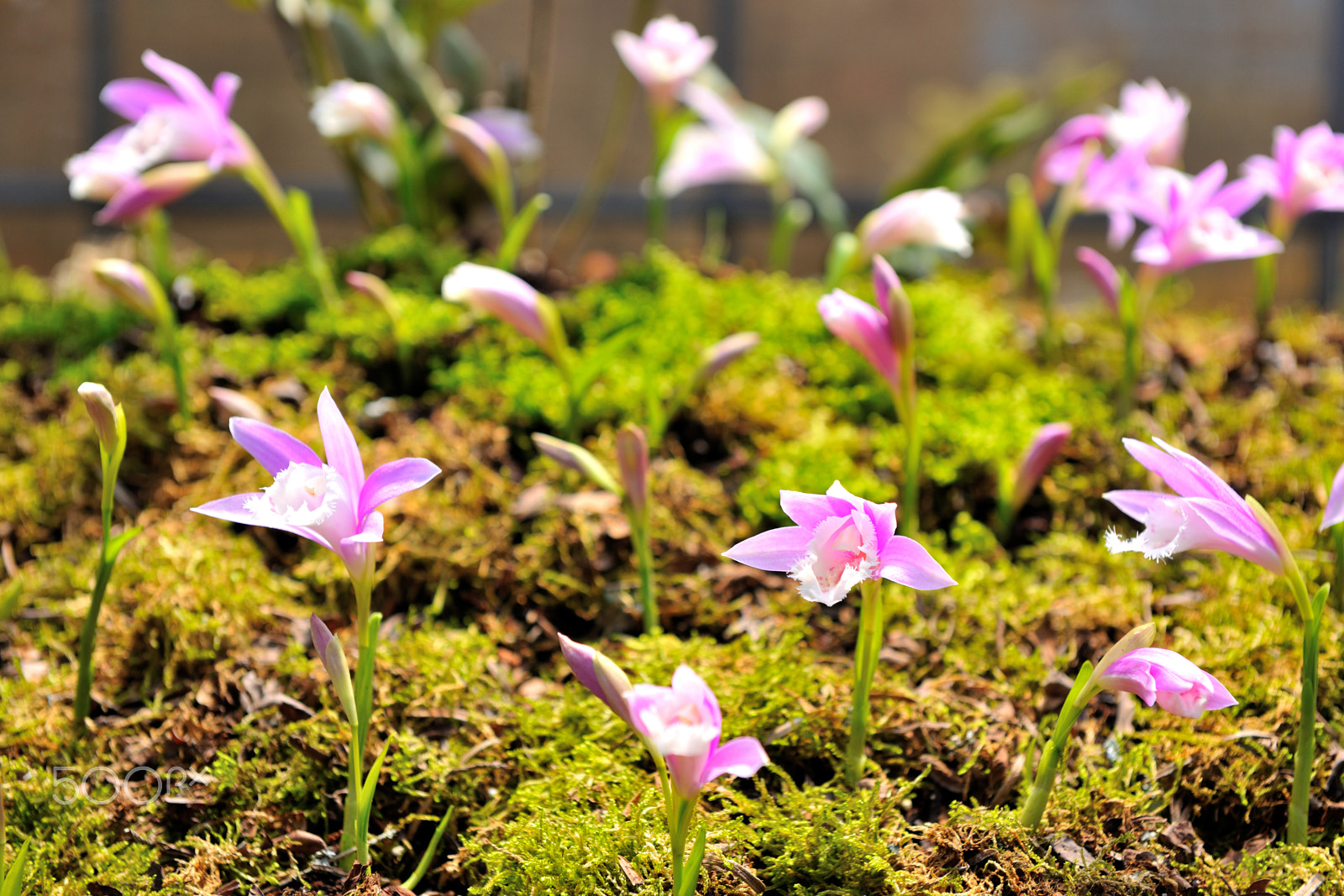 Nikon D3X sample photo. 公園,pleione,一葉蘭,盛開 photography