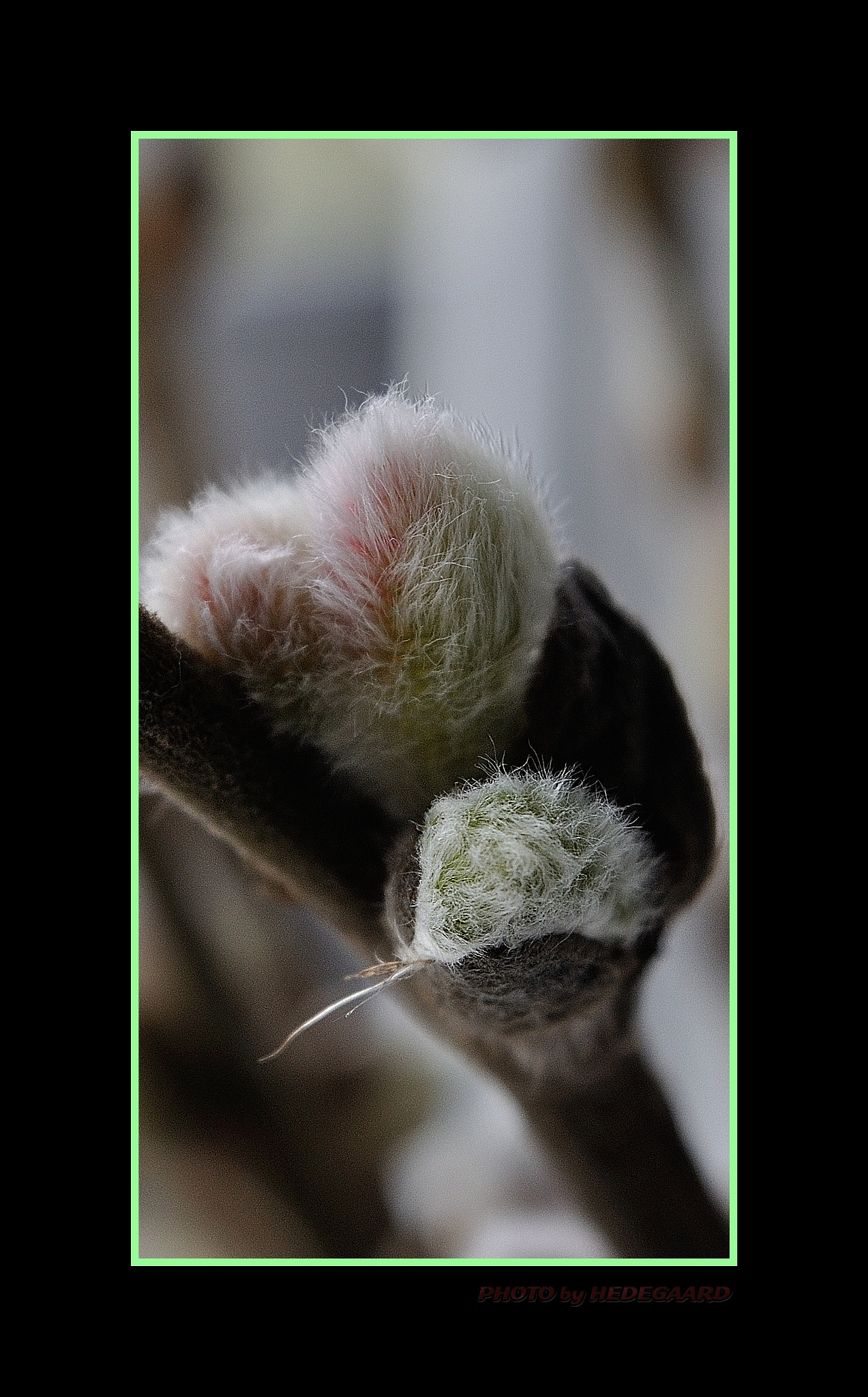 Nikon D5000 sample photo. Spr #3 ing photography