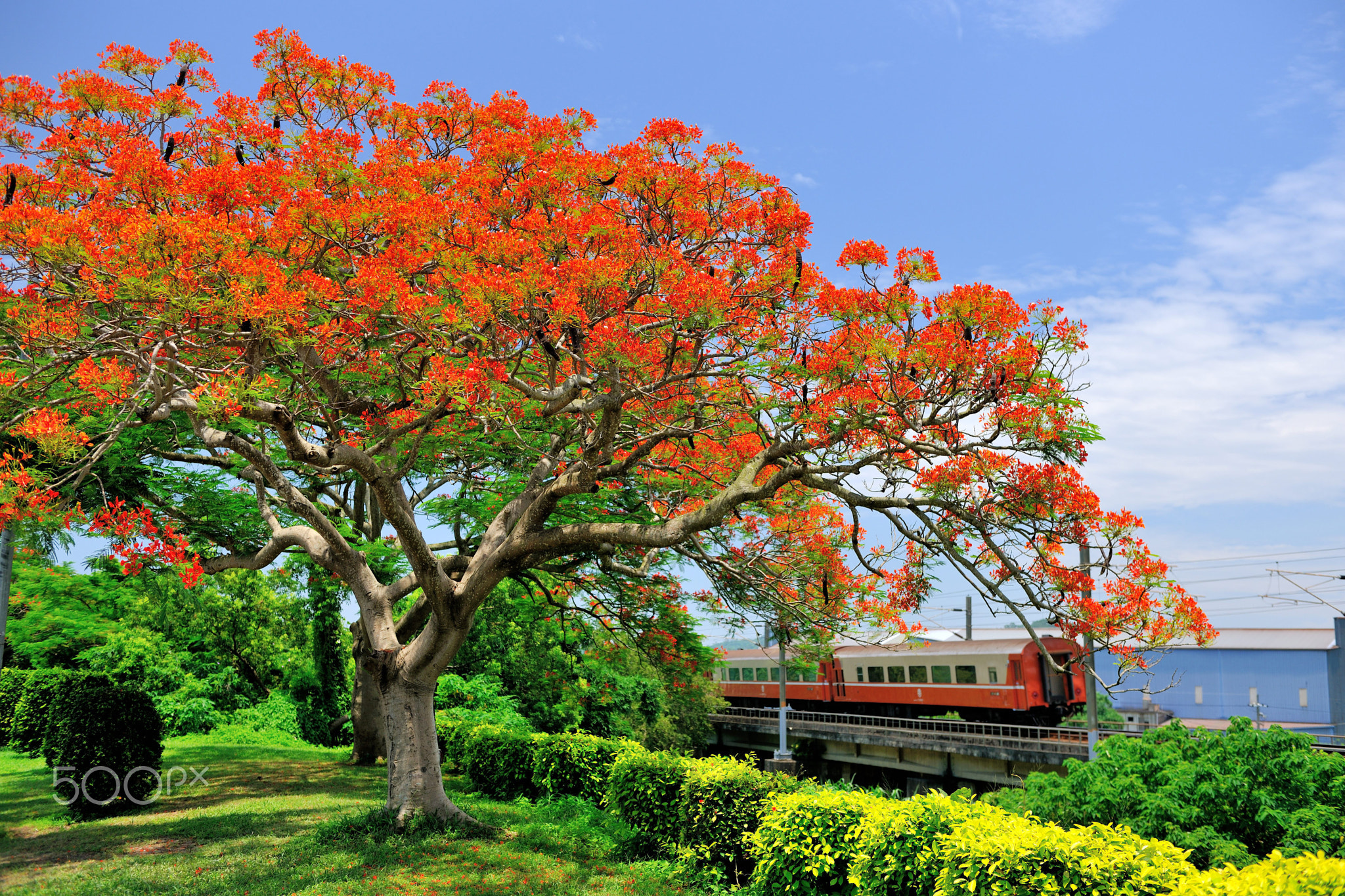 鳳凰花開,畢業季節,火車,旅程開始