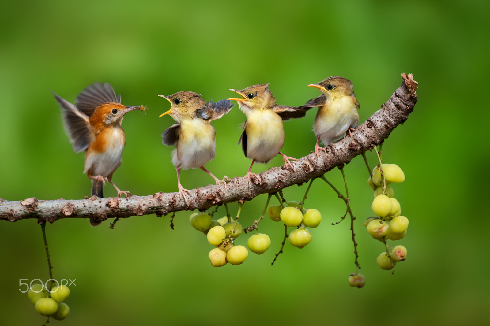 Fujifilm X-T2 sample photo. Feeding time photography