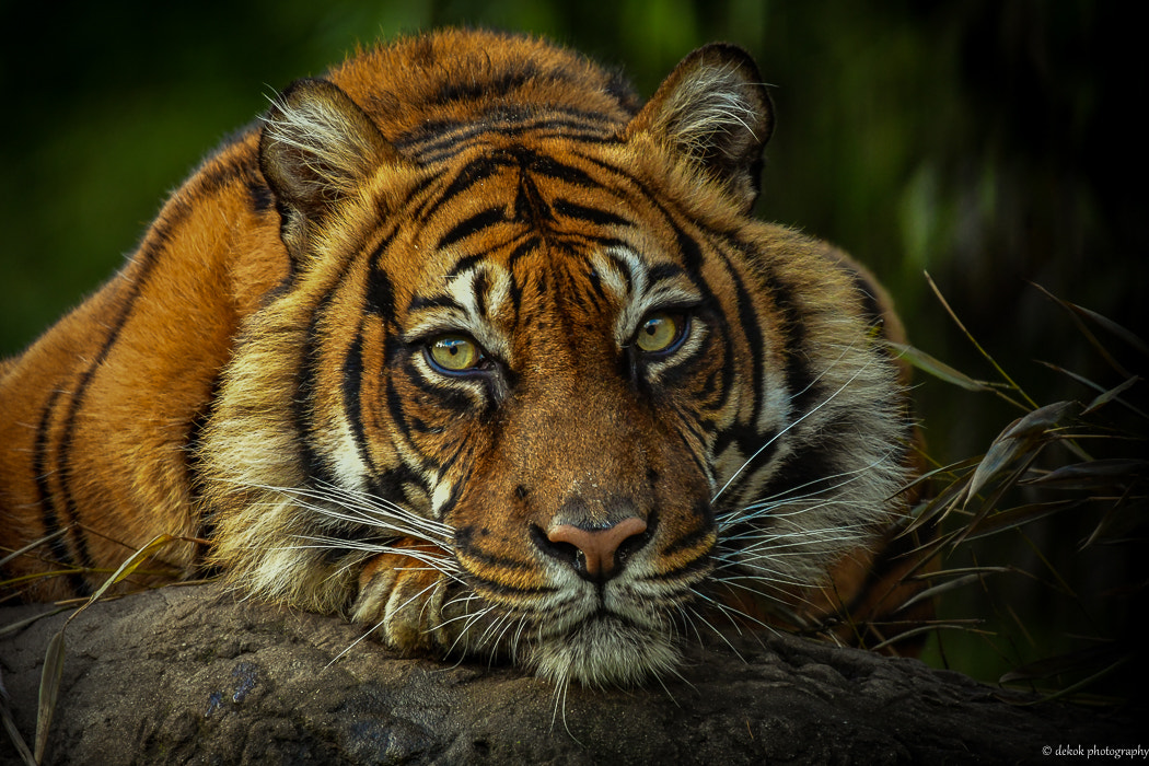 Nikon D500 sample photo. Sumatran tiger portrait photography